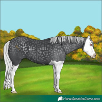 Horse Color:Silver Black Chinchilla Splash