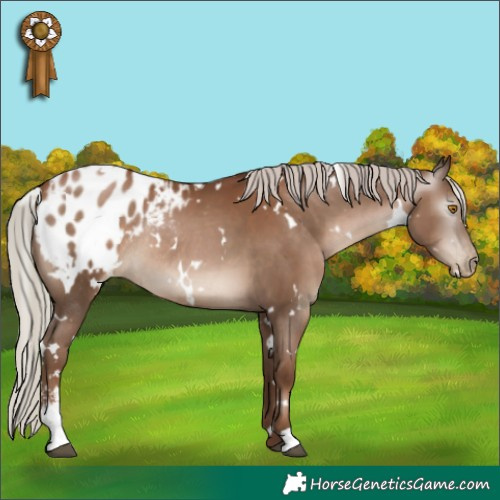 Horse Color:Gray White Spotted Silver Black Pearl Sabino Varnish Rabicano 