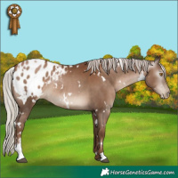 Horse Color:Gray White Spotted Silver Black Pearl Sabino Appaloosa Rabicano