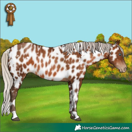 Horse Color:Gray White Spotted Silver Bay Pearl Appaloosa 
