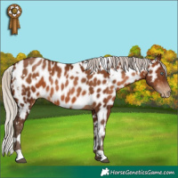 Horse Color:Gray White Spotted Silver Bay Pearl Appaloosa 