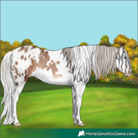 Horse Color:Gray White Spotted Silver Brown Pearl Splash Appaloosa Rabicano 