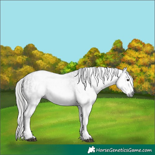 Horse Color:Gray White Spotted Smoky Black  and Gray White Spotted Buckskin 