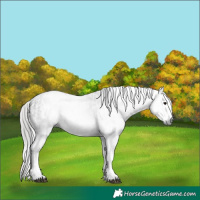 Horse Color:Gray White Spotted Smoky Black  and Gray White Spotted Buckskin 