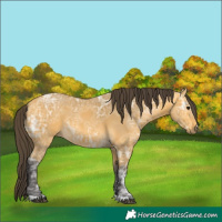 Horse Color:Buckskin Ice 