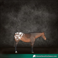 Horse Color:Bay Appaloosa