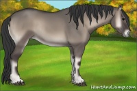 Horse Color:Grullo Onyx Rabicano 