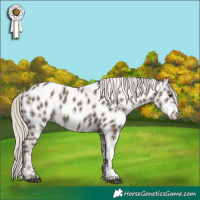 Horse Color:White Spotted Silver Smoky Black Tobiano Near Leopard 
