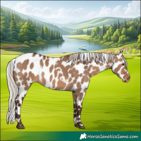 Horse Color:White Spotted Silver Brown Dun Appaloosa