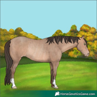 Horse Color:Amber Champagne Rabicano 