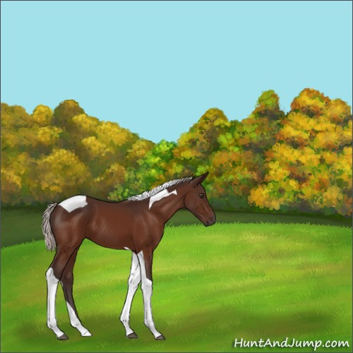 Horse Color:Silver Brown Tobiano