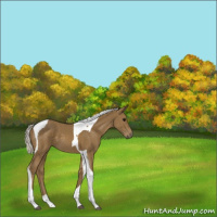 Horse Color:Silver Smoky Black Tobiano