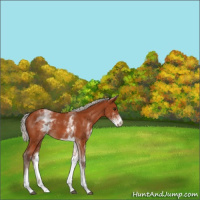 Horse Color:White Spotted Silver Brown 