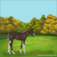 Horse Color:Silver Brown Tobiano 