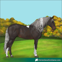 Horse Color:Silver Brown Tobiano 