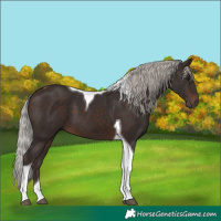 Horse Color:Silver Brown Tobiano 