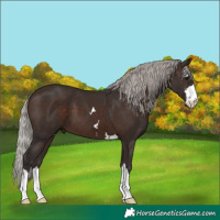 Horse Color:Silver Brown 