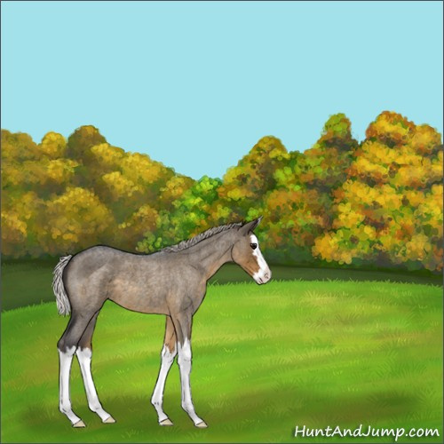 Horse Color:Silver Smoky Grullo Roan Splash