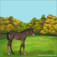 Horse Color:Liver Red Roan 