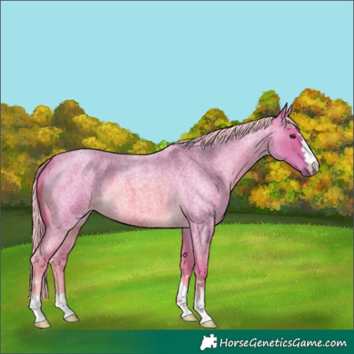 Horse Color:Watercolor Palomino Roan 