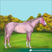 Horse Color:Watercolor Palomino Roan 