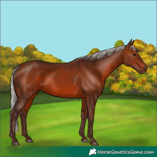 Horse Color:Silver Brown