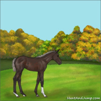 Horse Color:Silver Brown Tobiano 