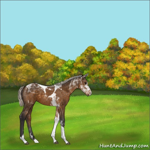 Horse Color:Silver Buckskin Tobiano