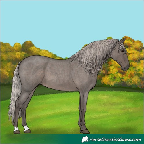 Horse Color:Silver Blue Roan