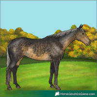 Horse Color:Silver Smoky Black 