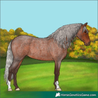 Horse Color:Silver Brown Roan 