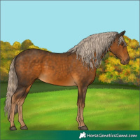 Horse Color:Chocolate Palomino Sabino 