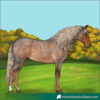 Horse Color:Chocolate Palomino Roan