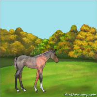 Horse Color:Painted Chocolate Palomino Roan Tobiano 