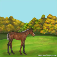 Horse Color:Silver Buckskin 