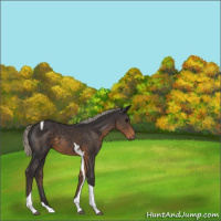 Horse Color:Silver Smoky Black Tobiano