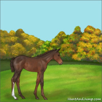 Horse Color:Liver Chestnut 