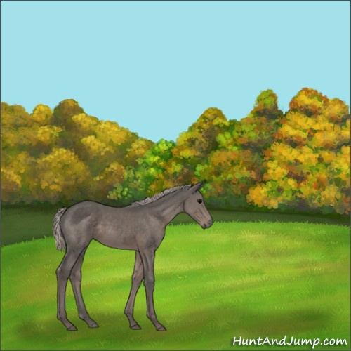 Horse Color:Silver Black