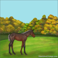 Horse Color:Silver Brown Roan 