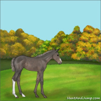 Horse Color:Silver Black 