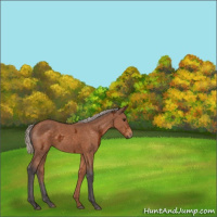 Horse Color:Silver Buckskin Ice 