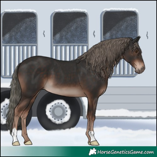 Horse Color:Liver Chestnut Mushroom