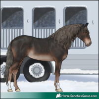 Horse Color:Liver Chestnut Mushroom 