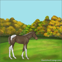 Horse Color:Chocolate Palomino Tobiano 