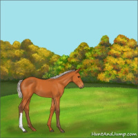 Horse Color:Silver Buckskin 