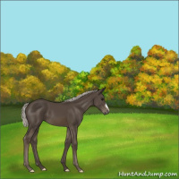 Horse Color:Silver Smoky Black Mushroom 
