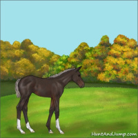 Horse Color:Silver Brown 