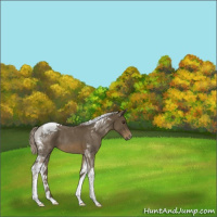 Horse Color:Chocolate Palomino Roan Tobiano Rabicano 