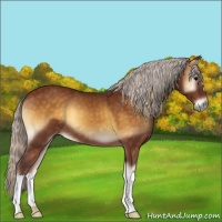 Horse Color:Silver Buckskin Onyx 