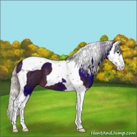 Horse Color:Silver Brown Splash Tobiano 